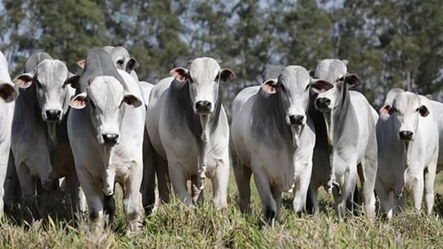Brasil declara fin de la fiebre aftosa en el país