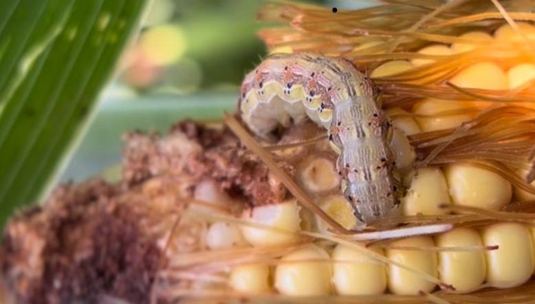 Alerta: La oruga de la espiga, el nuevo desafío después de la chicharrita del maíz