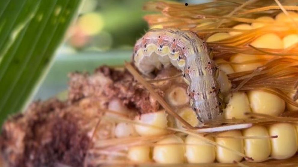 Alerta: La oruga de la espiga, el nuevo desafo despus de la chicharrita del maz