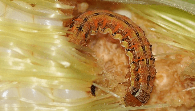 Alerta: La oruga de la espiga, el nuevo desafío después de la chicharrita del maíz