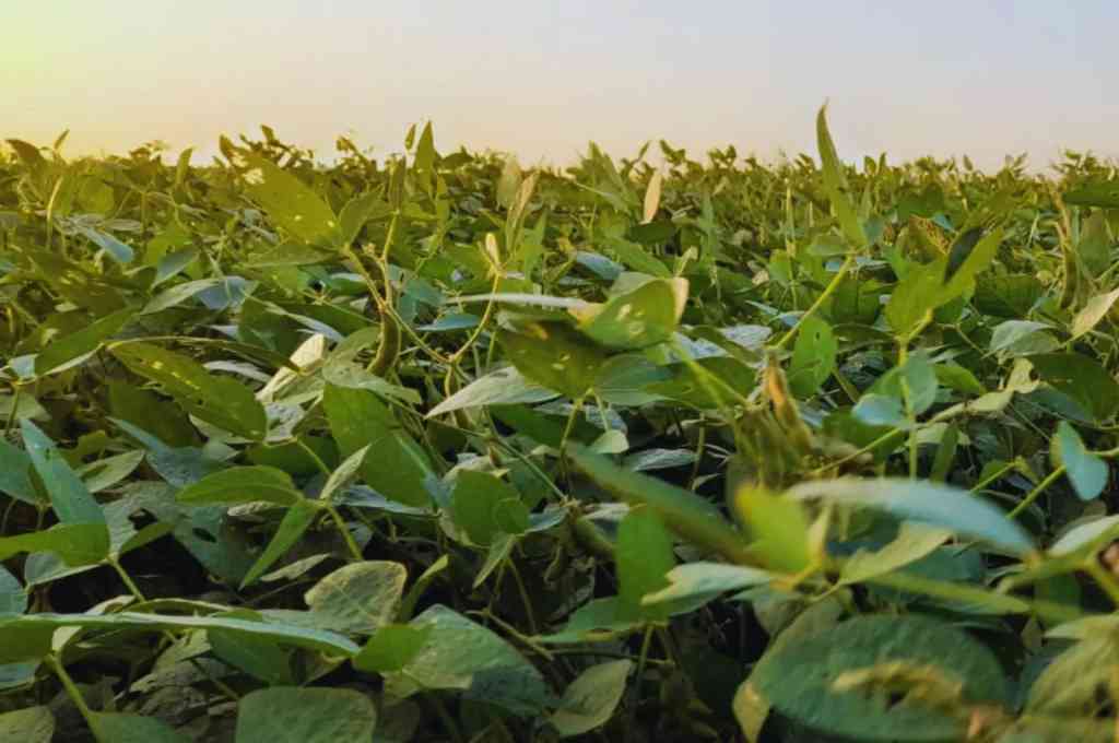 El clima y el manejo explican hasta el 60 % de la brecha de rendimiento
