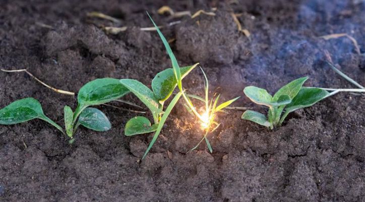 NVIDIA Impulsa la Innovación Agrícola con Inversión en Carbon Robotics