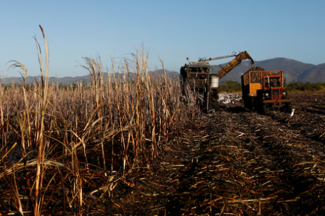 Cuba puede importar azúcar, la industria del ron se ve presionada por una cosecha desastrosa.