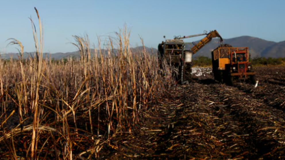 Cuba puede importar azcar, la industria del ron se ve presionada por una cosecha desastrosa.