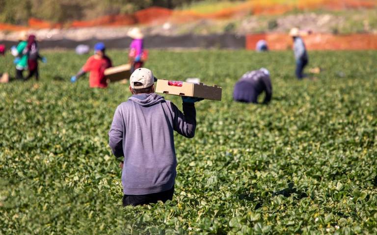 Más de 200 especies de plagas amenazan la producción de alimentos en México