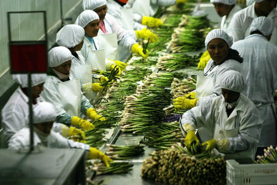 Auge en la agroindustria Peruana: Incremento del 8,7% en la recaudación de agroexportaciones