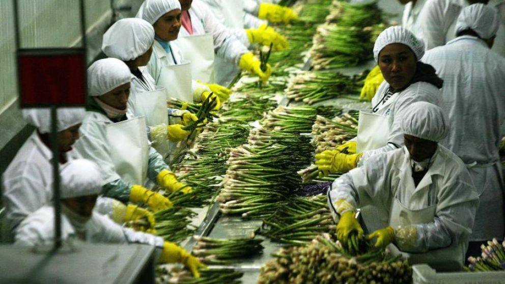 Auge en la agroindustria Peruana: Incremento del 8,7% en la recaudacin de agroexportaciones