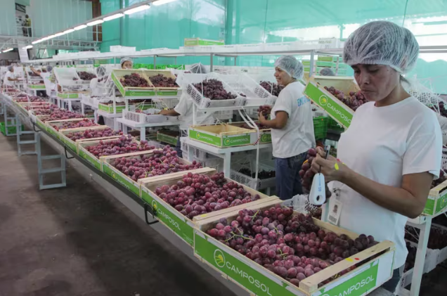 Auge en la agroindustria Peruana: Incremento del 8,7% en la recaudación de agroexportaciones