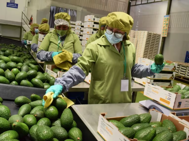 Auge en la agroindustria Peruana: Incremento del 8,7% en la recaudación de agroexportaciones