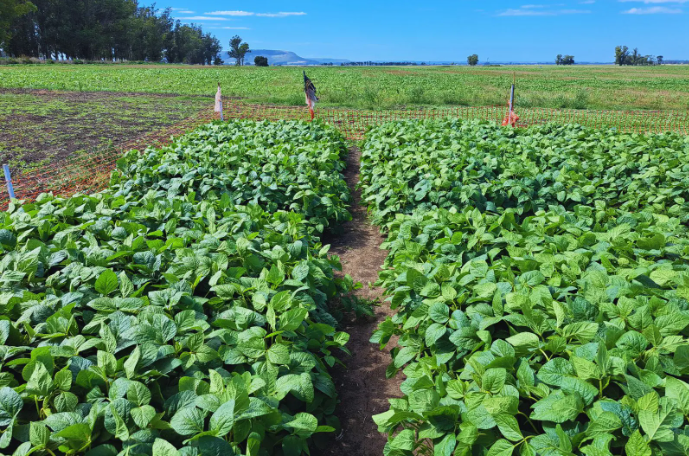 Nuevas estrategias en el manejo de malezas: El avance de la biotecnología en la agricultura