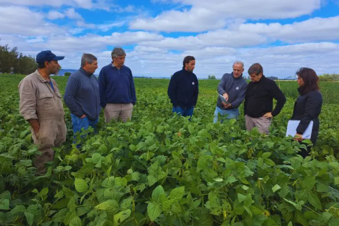 Nuevas estrategias en el manejo de malezas: El avance de la biotecnología en la agricultura