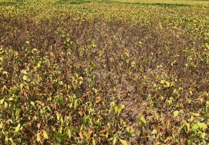 Reducción en la cosecha de soja: Cae en 500,000 toneladas en NEA por condiciones climáticas adversas