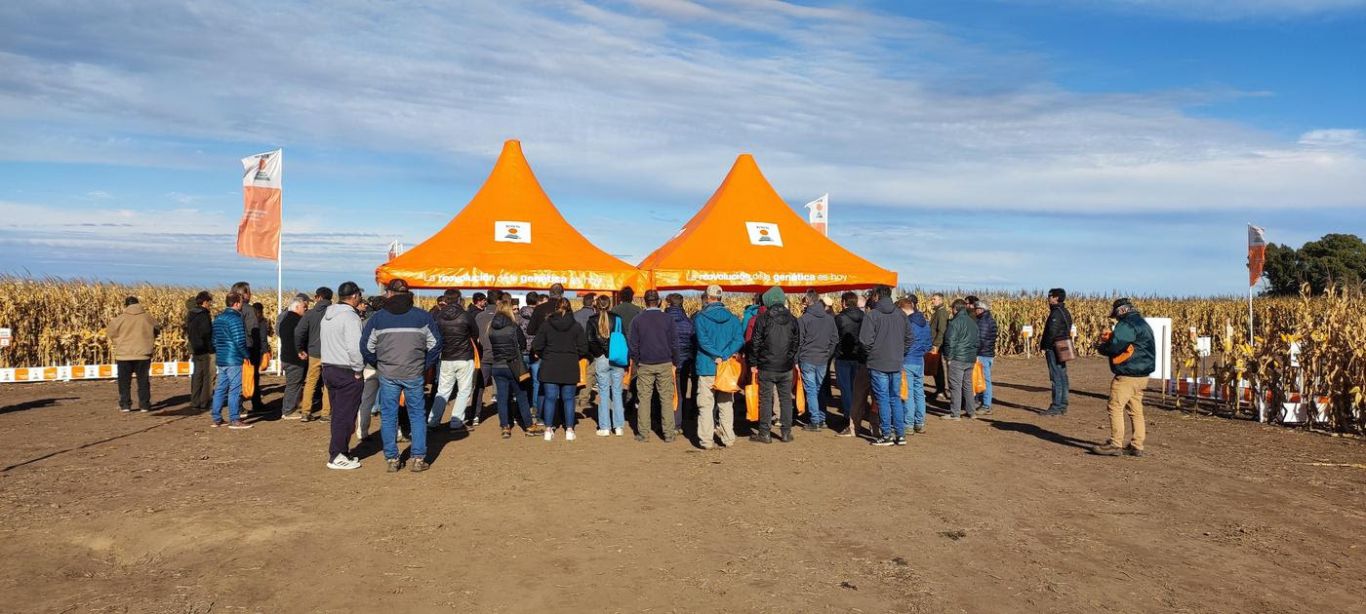 KWS lanzó su primer híbrido corto, como una propuesta de genética y agronomía