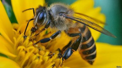 Día internacional de las abejas: La importancia crítica de los polinizadores en nuestro ecosistema