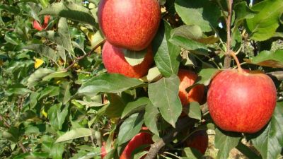 Chile reactiva exportaciones de manzanas y carozos a Perú tras superar barreras fitosanitarias