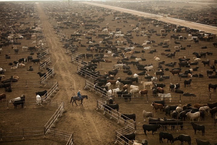 Acuerdo de los gigantes de la carne vacuna enfrenta un obstáculo: Uruguay bloquea la transacción