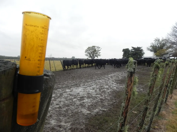 A pocos meses del fin de la sequía, el gobierno de Uruguay declaró la emergencia agropecuaria, ahora por exceso de lluvias