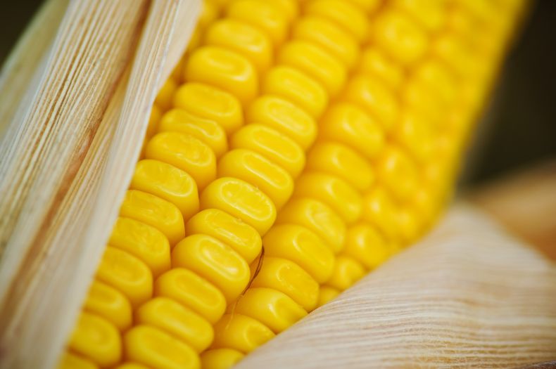 Bayer en Congreso Maizar 2024: Estrategias sostenibles y rentables para la producción de maíz a través del germoplasma, manejo eficiente y colaboración