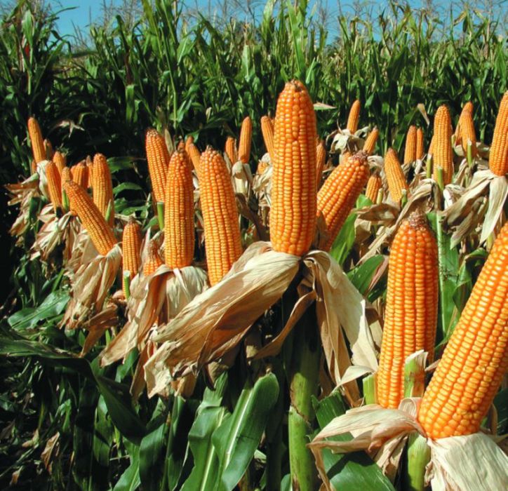 Bayer en Congreso Maizar 2024: Estrategias sostenibles y rentables para la producción de maíz a través del germoplasma, manejo eficiente y colaboración