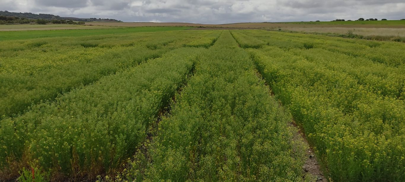 Camelina: El cultivo que combina rentabilidad y sostenibilidad mientras reduce la huella de carbono