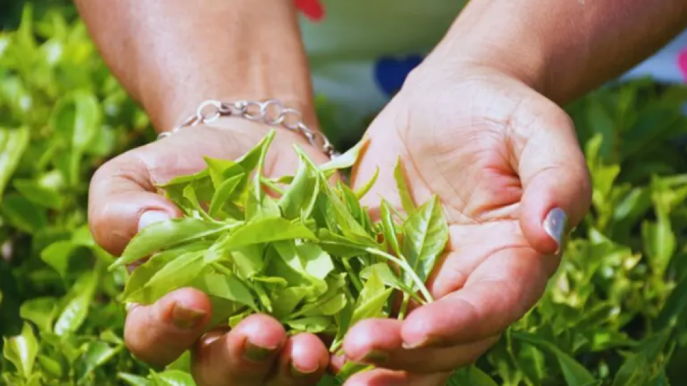 INTA Lanza Nuevas Variedades de T Gourmet