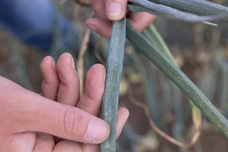 Desarrollo de un nuevo adhesivo inspirado en plantas carnívoras para combatir plagas de insectos