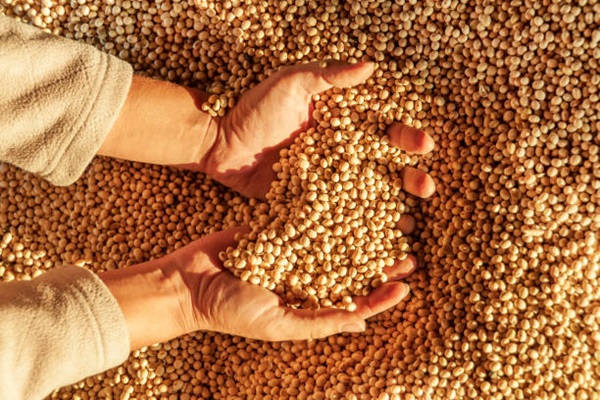 La venta de soja se duplica y la cosecha se acelera gracias al tiempo estable