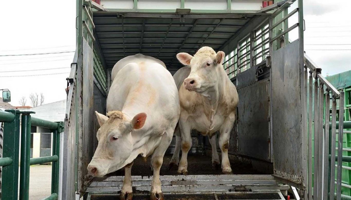 Senasa actualiza condiciones sanitarias para transporte de animales y derivados