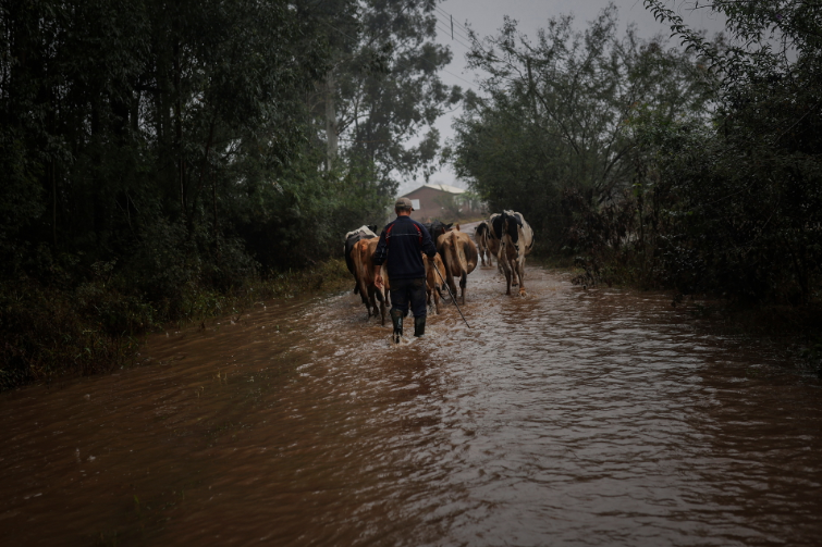 Productores agropecuarios en Brasil enfrentan pérdidas devastadoras tras inundaciones