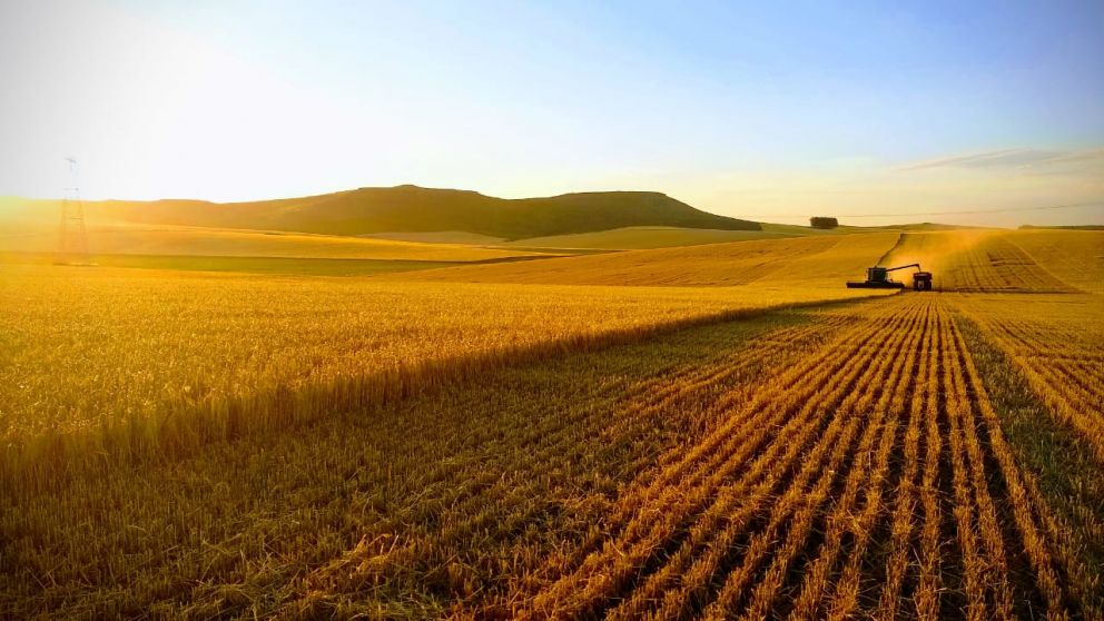Estrategias de expansin y diversificacin en el agro: Adecoagro, Los Grobo y ADBlick Granos
