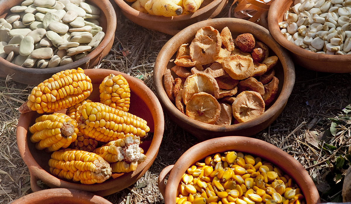 Crece la oposición a la siembra de transgénicos en Perú: Impacto en la alimentación y agroexportación