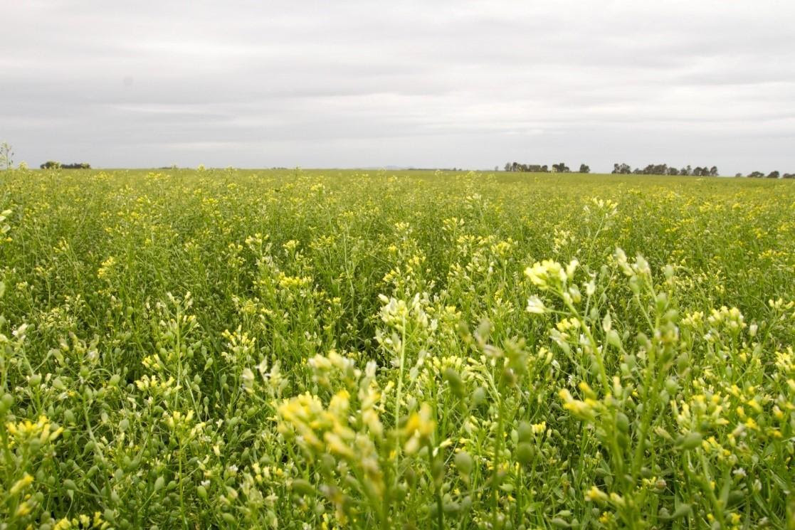 Oportunidad y desafío en Biofuels: La Camelina en la agricultura Argentina