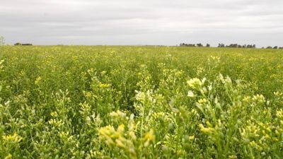Estiman en un 12 %  caída de producción de brassicaceas en Entre Ríos