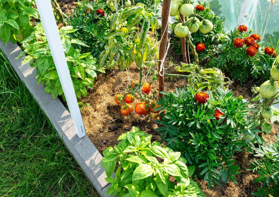 Cultivar en invierno: oportunidades y cuidados para tu huerta