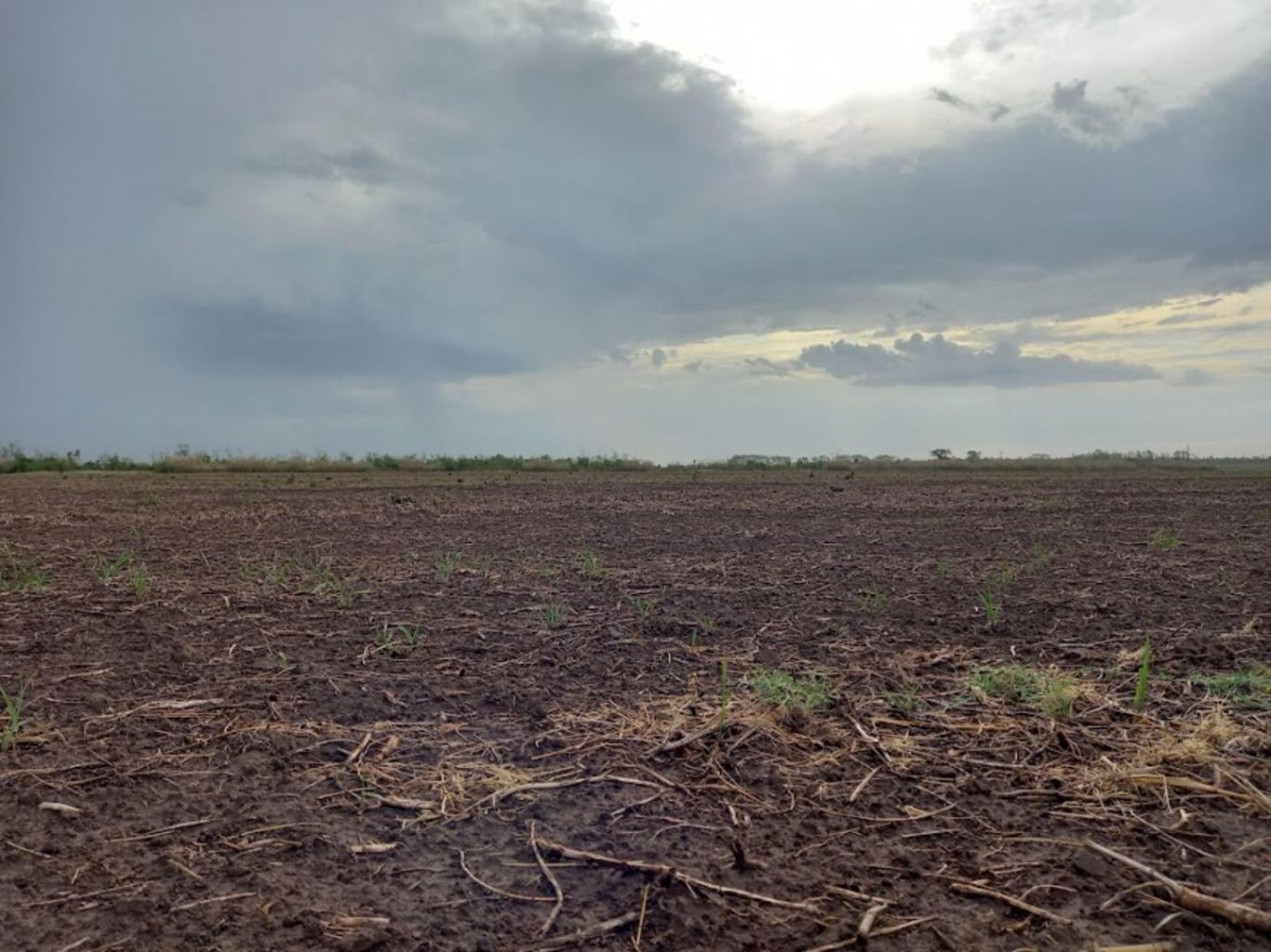 Clima: desafíos y oportunidades para la campaña agrícola 2024 