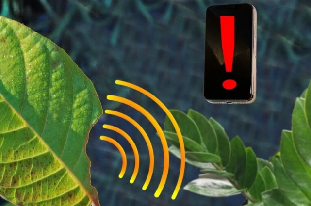 Los sensores de plantas podrían actuar como un sistema de alerta temprana para los agricultores