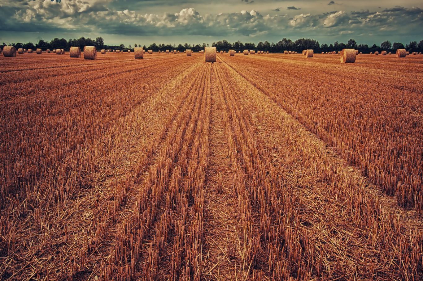 Críticas del Banco Mundial: Argentina pierde competitividad en el sector agroalimentario