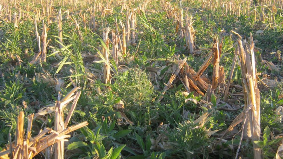 Estrategias efectivas para el control de malezas en barbecho de invierno