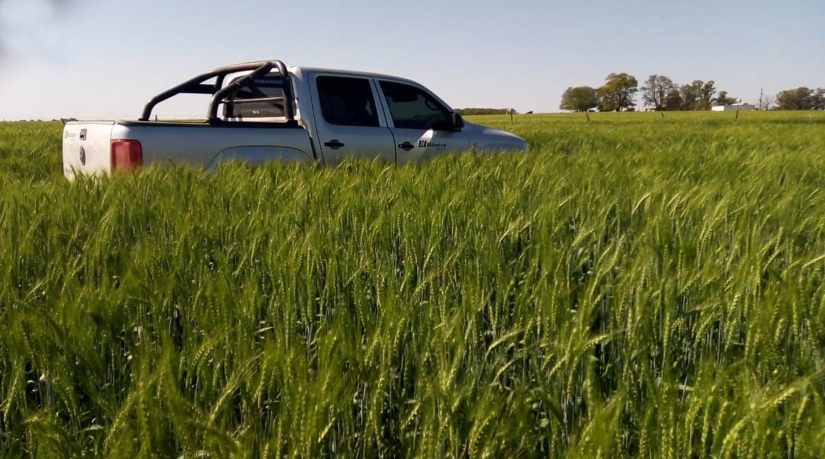 Trigo en Entre Ríos: Un rinde sorprendente con poca agua