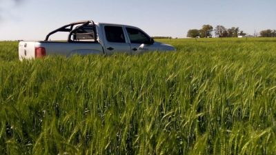 Trigo en Entre Ríos: Un rinde sorprendente con poca agua