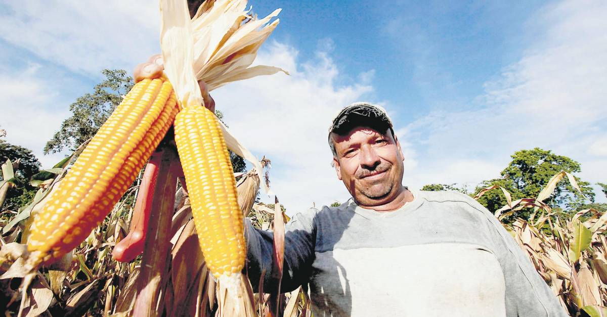 Productores de maíz y soja en Colombia exigen apoyo del Gobierno para poder sembrar