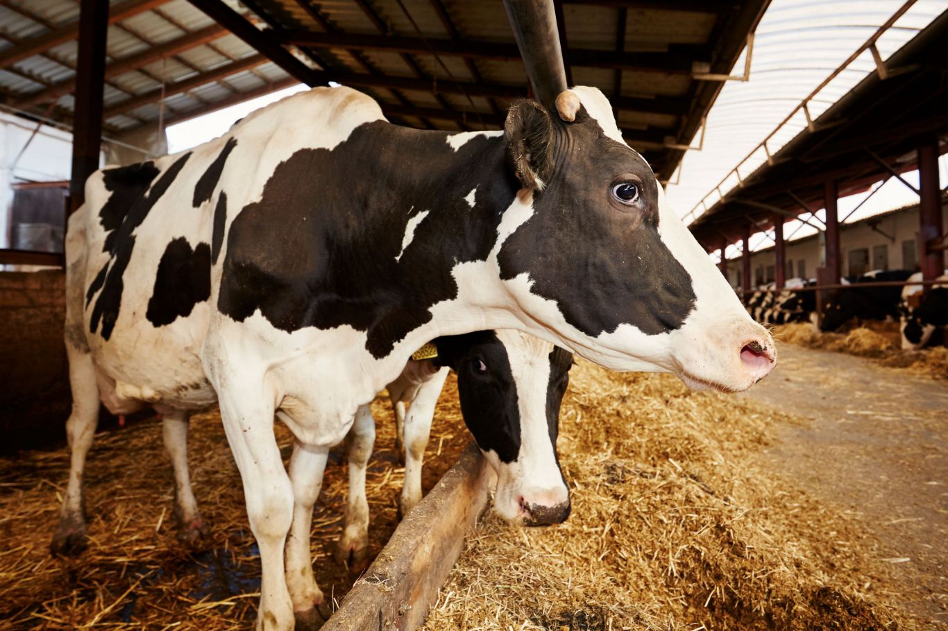 Mas de 20 empresas trabajan para encontrar una vacuna contra la gripe aviar para las vacas, dice Tom Vilsack. de EE.UU