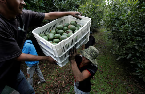 EEUU suspende inspecciones de guacamole y mango en Michoacán por motivos de seguridad