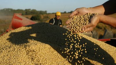 Soja : cayó la producción en Santiago de Estero