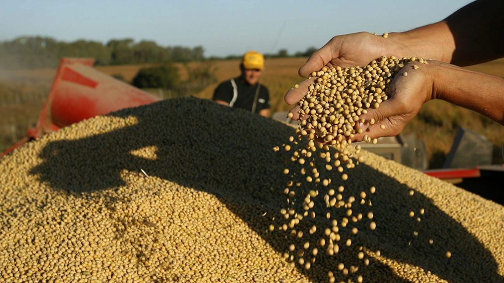 Soja : cay la produccin en Santiago de Estero