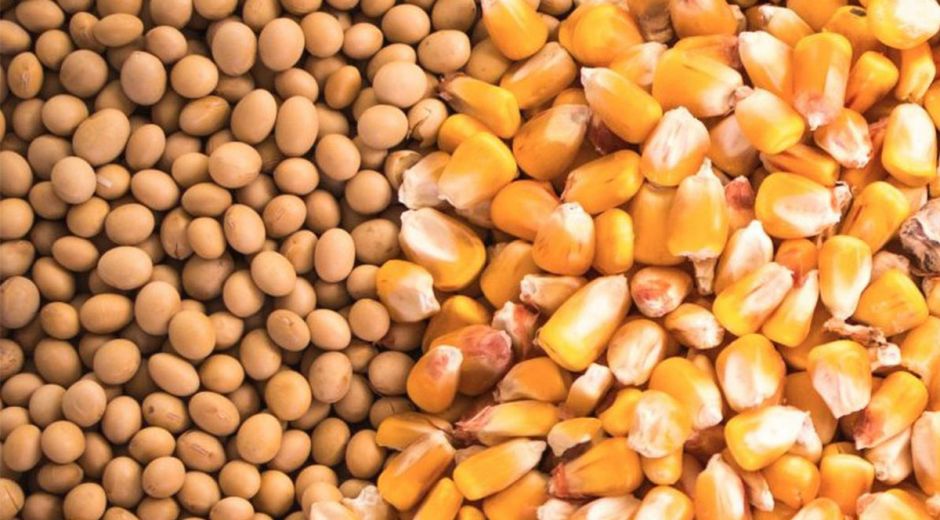 El Gobierno hará un mayor control sobre productores que hagan uso propio de las semillas