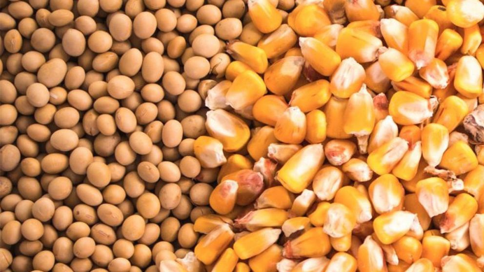 El buen clima sudamericano, la baja en aceites y la revaluacin del dlar presionan sobre los granos