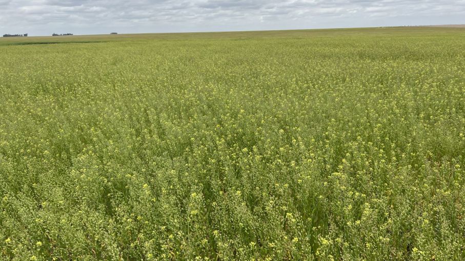 Bunge invierte en cultivos de baja huella de carbono