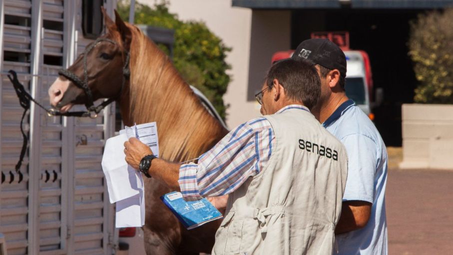 Anemia infecciosa equina: El nuevo modelo de certificado agiliza plazos de impresión