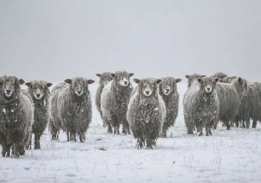 Por las nevadas y la falta de alimento está en riesgo el ganado en Santa Cruz
